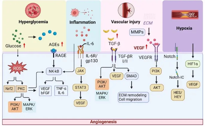 外泌体技术服务 外泌体技术服务
