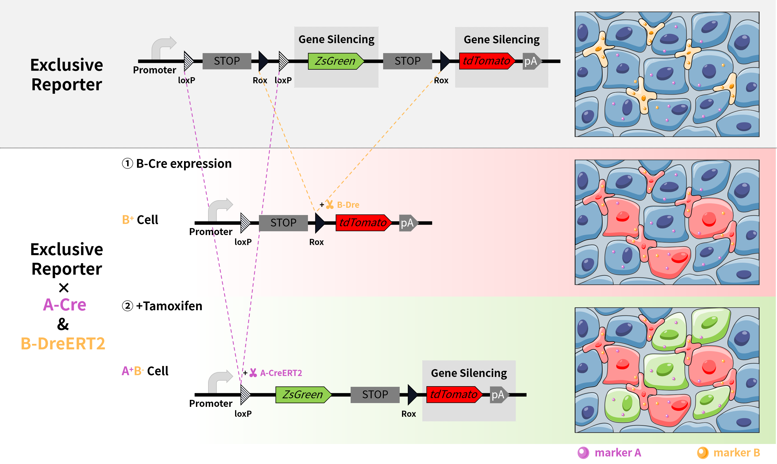 谱系示踪的难点——基因标记的异位表达如何避免？（上）