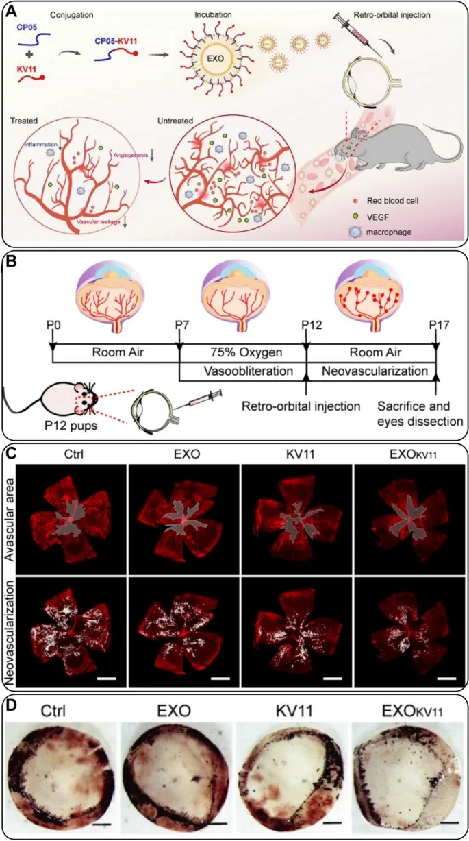 外泌体技术服务 外泌体技术服务