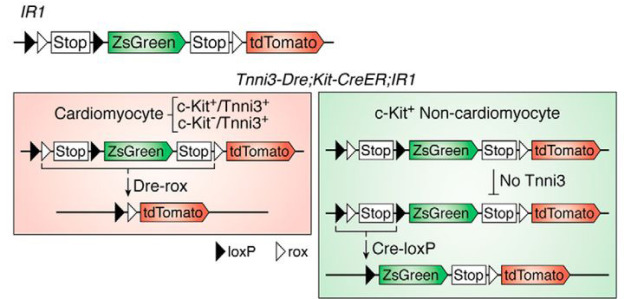 谱系示踪的难点——基因标记的异位表达如何避免？（上）
