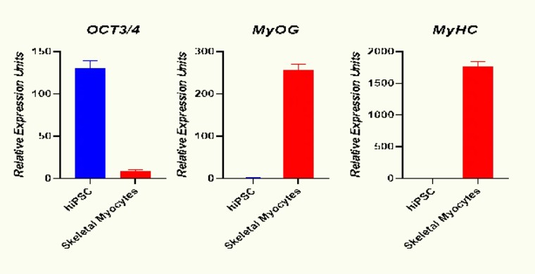从“全能”到“肌能” | 昂朴hiPSC来源的骨骼肌细胞分化技术及应用全解析