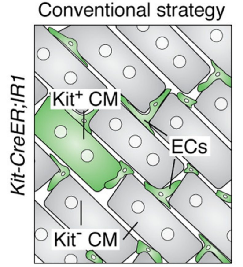 谱系示踪的难点——基因标记的异位表达如何避免？（上）