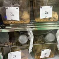 处方改善大鼠高原缺氧