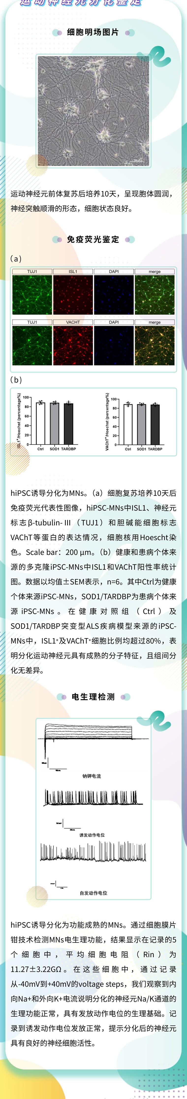 运动神经元“再生密码” | 昂朴hiPSC来源的运动神经元分化技术及应用介绍