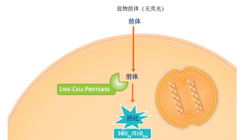 爱必信生物发光法检测解决方案