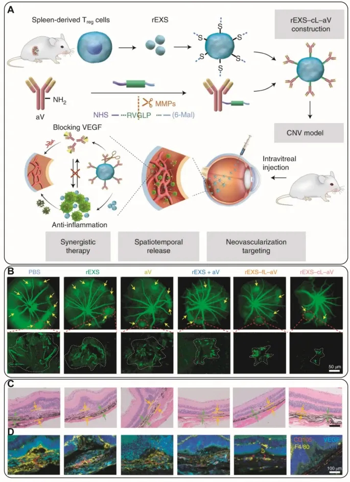 外泌体技术服务 外泌体技术服务