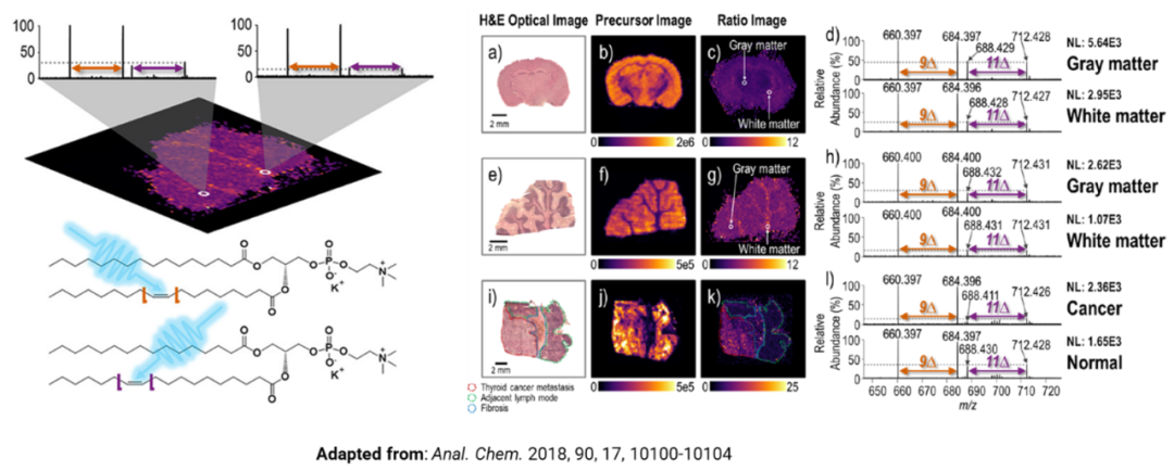 Orbitrap多种碎裂方式深度解析脂质精细结构
