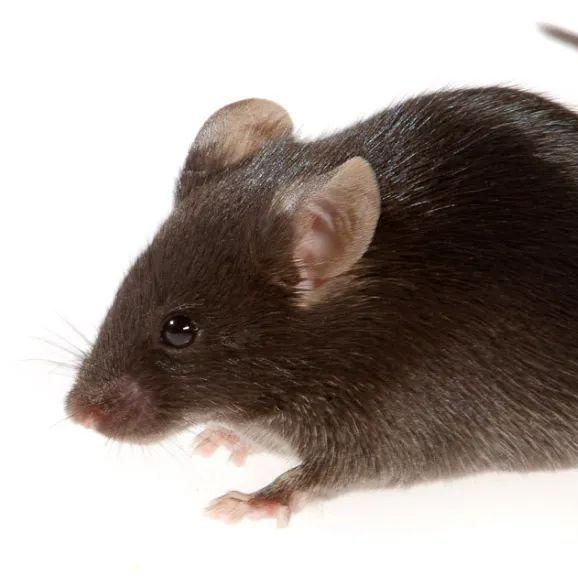 动物实验丨小鼠妊娠糖尿病模型