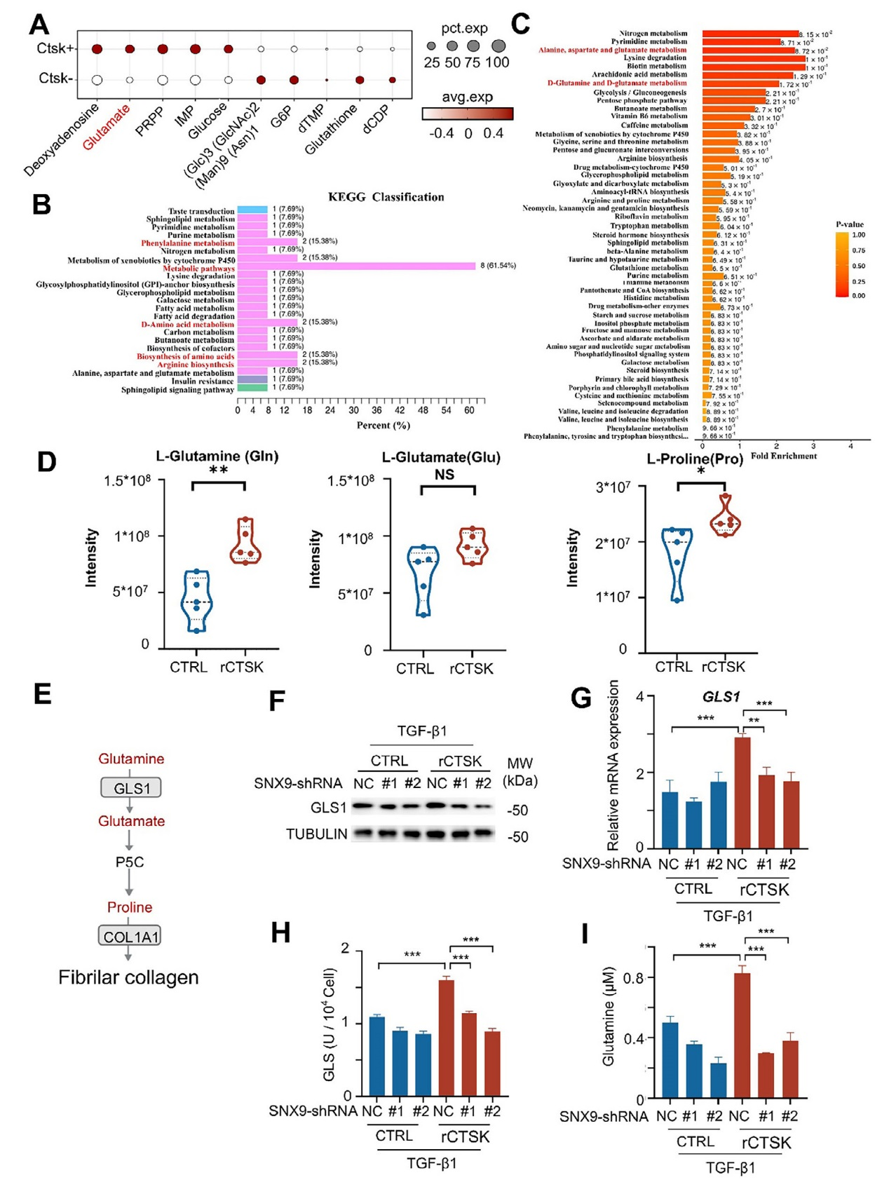 组织蛋白酶K通过促进成纤维细胞谷氨酰胺代谢和胶原蛋白合成加重肺纤维化