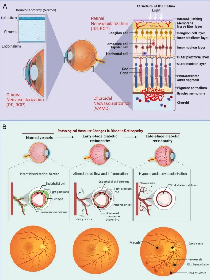 外泌体技术服务 外泌体技术服务