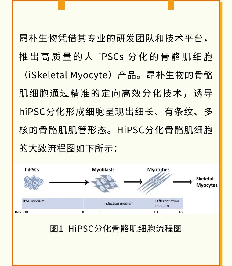 从“全能”到“肌能” | 昂朴hiPSC来源的骨骼肌细胞分化技术及应用全解析