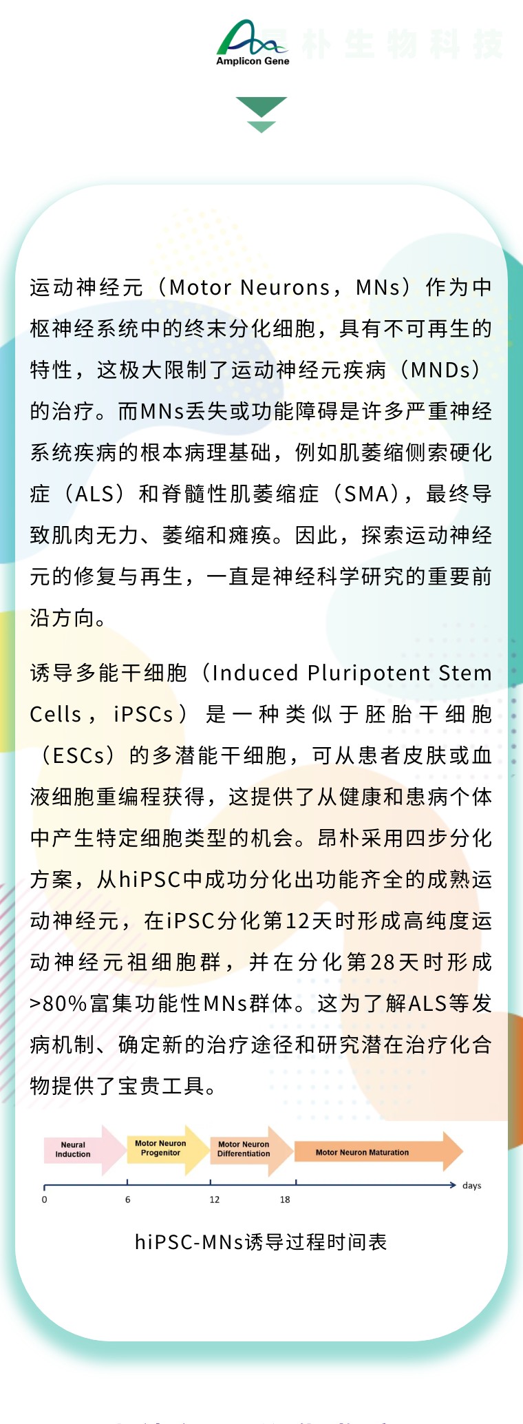 运动神经元“再生密码” | 昂朴hiPSC来源的运动神经元分化技术及应用介绍