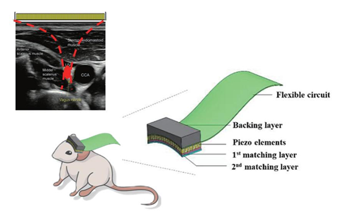 小动物脑功能超声成像系统