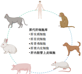 肝内胆管上皮细胞-解锁肝胆疾病研究与药物筛选新模型