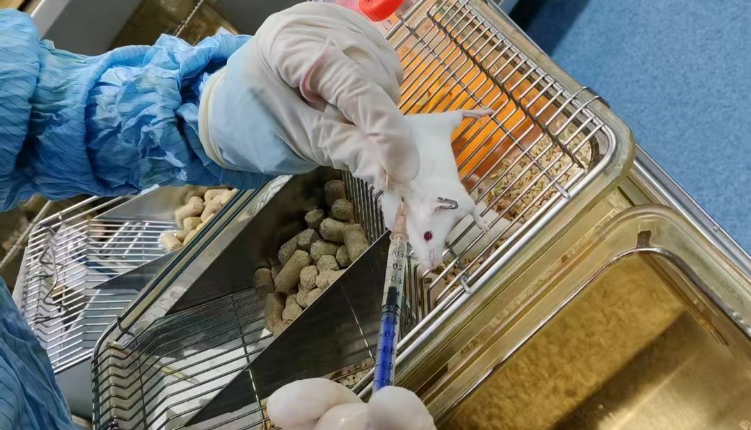 【科研干货】多囊卵巢综合征(PCOS)动物模型全攻略