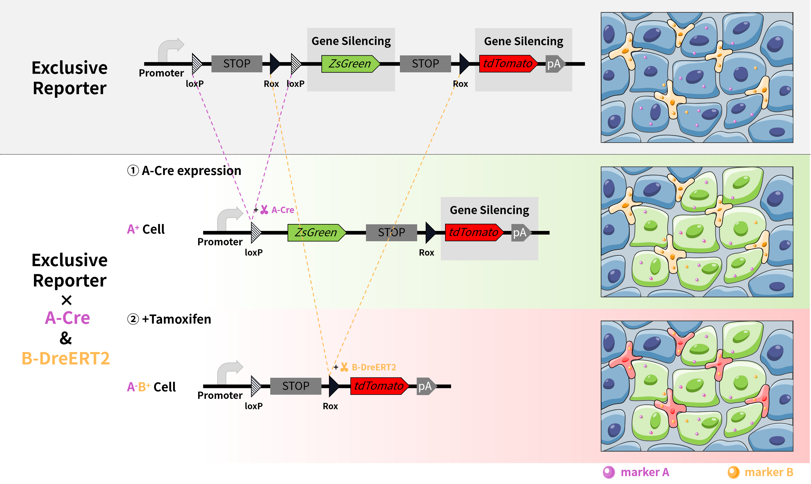 谱系示踪的难点——基因标记的异位表达如何避免？（上）