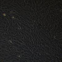 人正常胰腺导管细胞 hTERT-HPNE