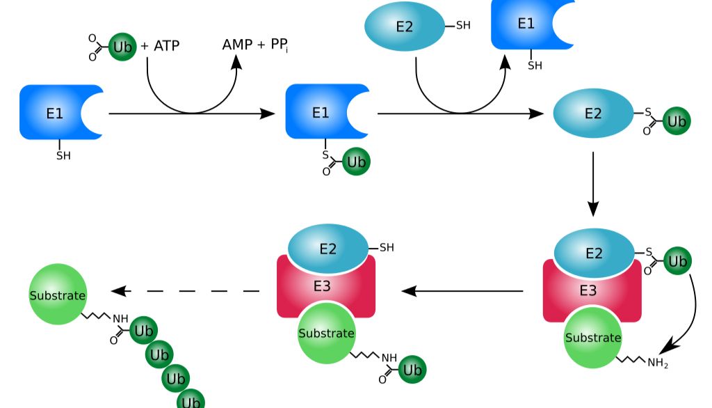 蛋白翻译后修饰：生命活动的精细调控者