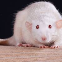 功能性腹泻动物模型