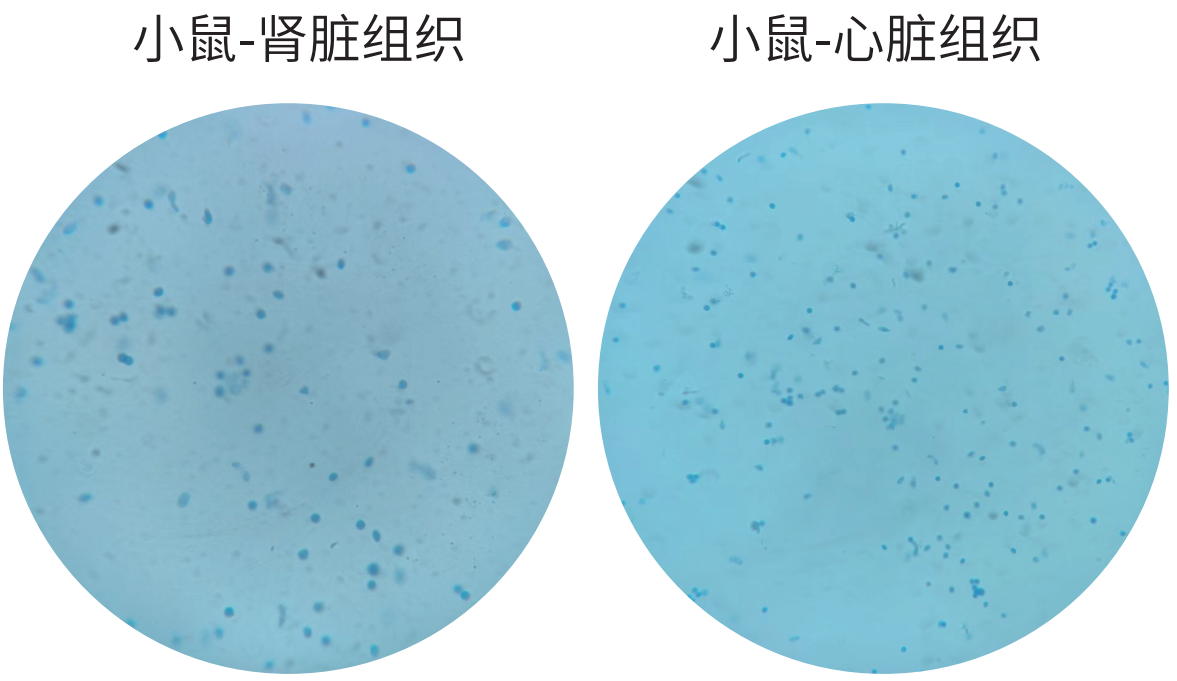 百奥益康动物组织细胞核悬液制备试剂盒