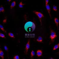 小鼠肝内胆管上皮细胞