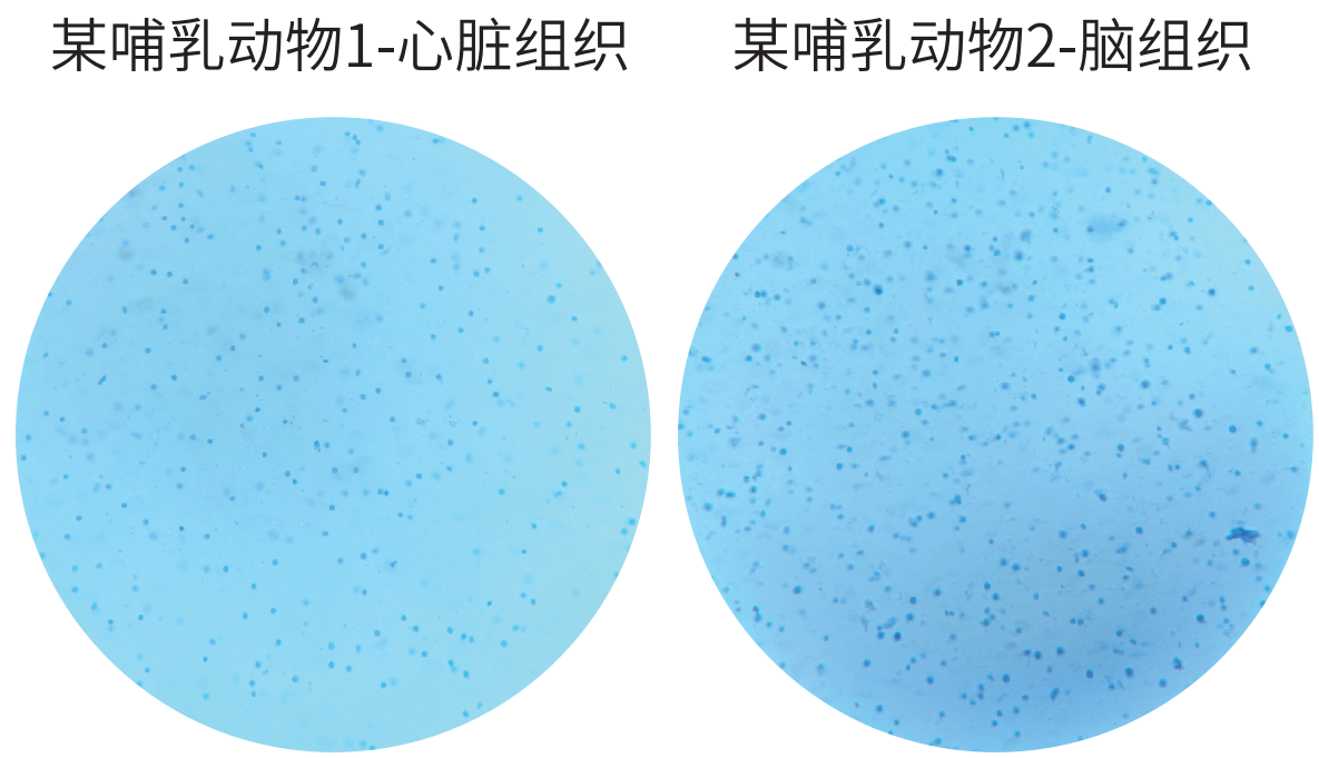 百奥益康动物组织细胞核悬液制备试剂盒