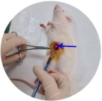 处方防治大鼠胃酸