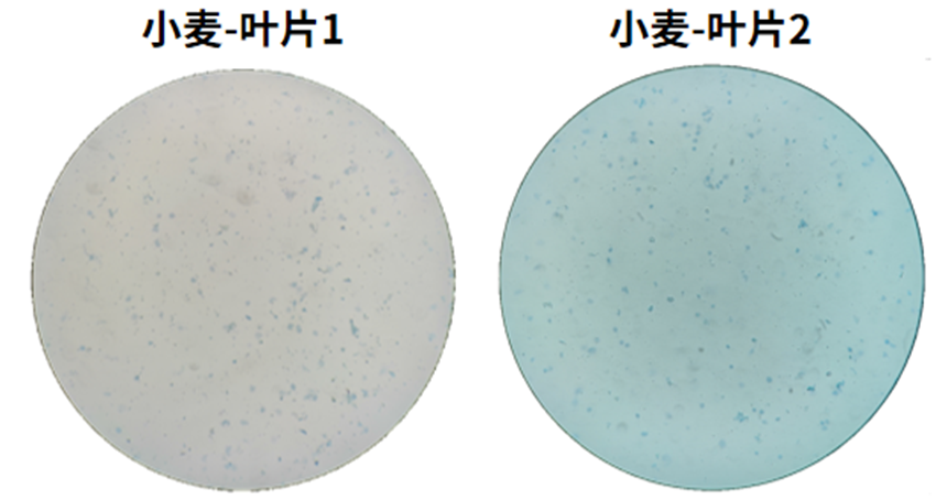 百奥益康植物组织通用细胞核悬液制备试剂盒