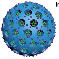 聚多巴胺纳米颗粒包载硼替佐米和天然类黄酮分子芦丁 PDA NPs@Bortezomib/Rutin
