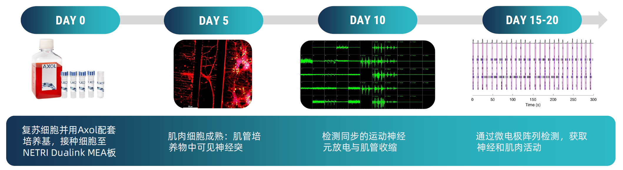 成功在NETRI Dualink双腔微流控系统中建立了iPSC来源的运动神经元和肌管培养体系，并且该系统还能够进行成像和MEA分析