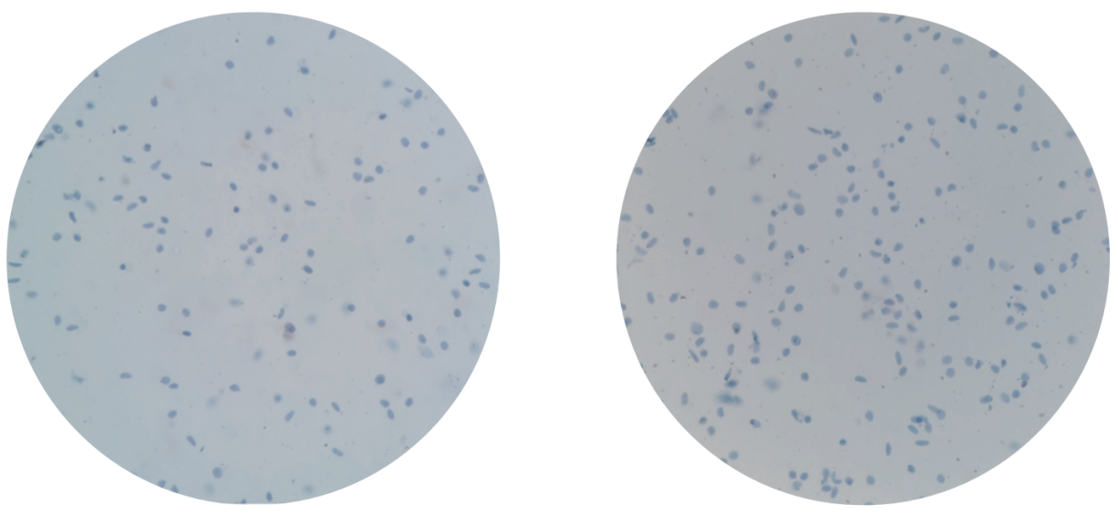 百奥益康动物组织细胞核悬液制备试剂盒