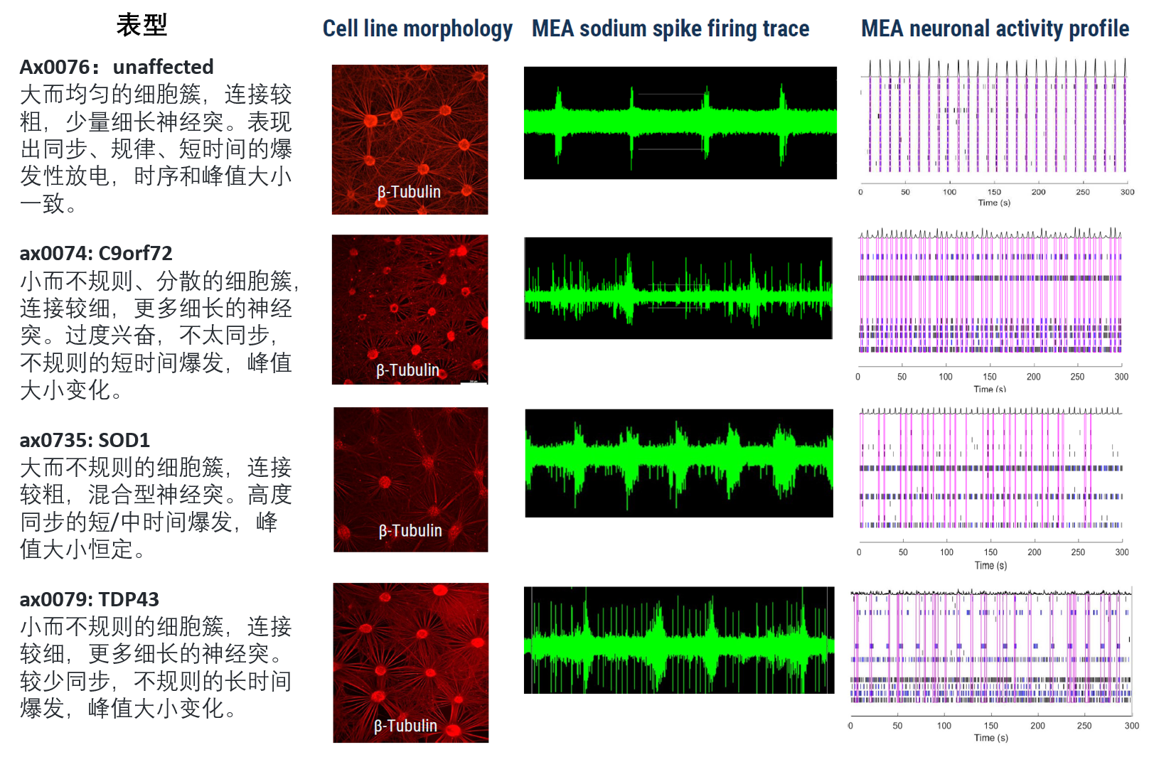 从解冻后第10天开始，iPSC衍生的运动神经元通过成像和MEA分析，展示了不同的功能和形态表型