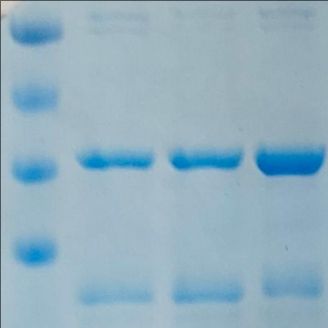 重TEV酶大肠杆菌细胞原株