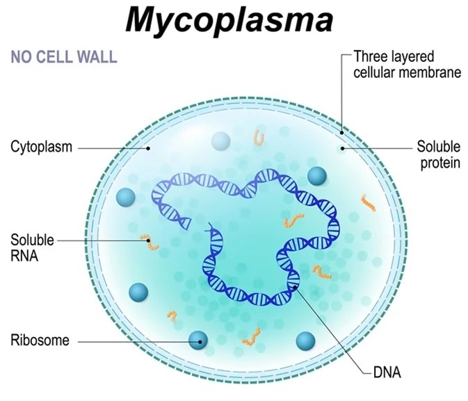 揭秘呼吸道感染的“隐形杀手”——肺炎支原体（MP）