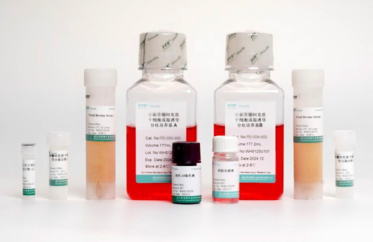 高效诱导：大鼠脂肪间充质干细胞成脂诱导分化培养基产品介绍