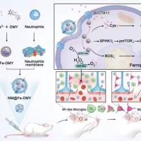 负载环丙沙星的聚合物纳米颗粒被中性粒细胞膜包裹 CIP@PNCs@NCM