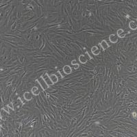 大鼠胚胎成纤维细胞 | 胚胎成纤维细胞 | 小鼠胚胎成纤维细胞 | 免疫荧光鉴定 | 镜像绮点生物