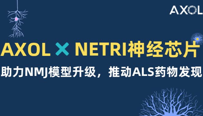 Axol iPSC细胞与NETRI神经芯片，助力NMJ模型升级，推动ALS药物发现