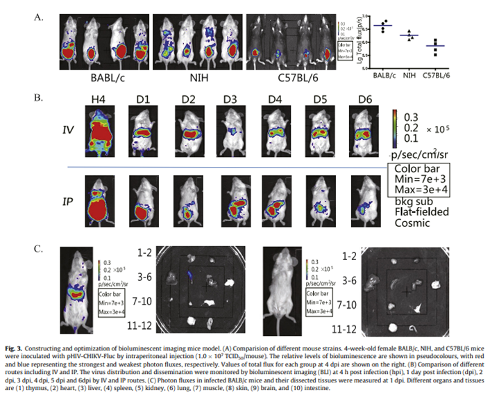 云菱生物基孔肯雅病毒假病毒上新