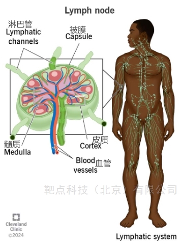 淋巴结巨噬细胞知多少？