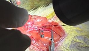 心脑血管疾病模型——动脉粥样硬化