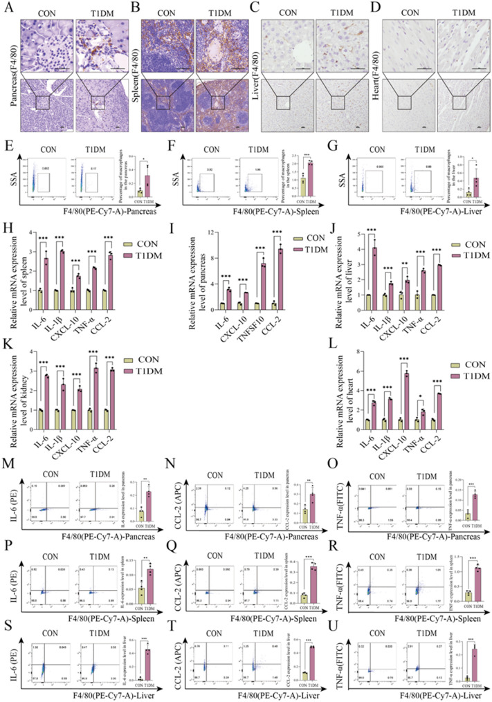 流式细胞术 流式细胞术