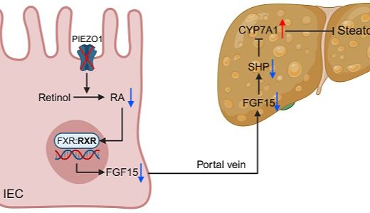 期刊飞升，10分一区Top再收Piezo1！微生物组+转录组+代谢组+类器官，武汉协和医院研究团队为代谢性疾病研究提供新范本~