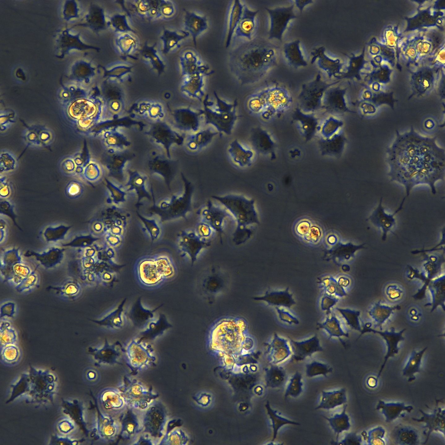 永生化小鼠树突状细胞 IMDC-MutuDC1940