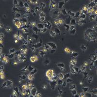 永生化小鼠树突状细胞 IMDC-MutuDC1940