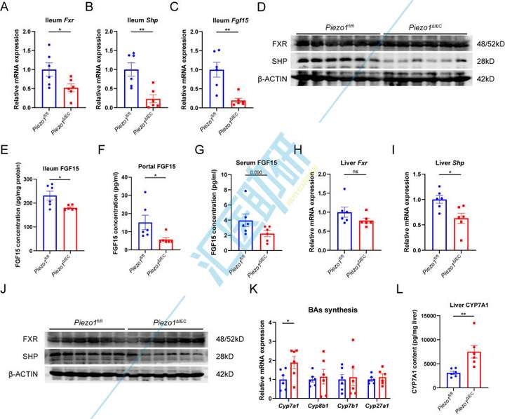 期刊飞升，10分一区Top再收Piezo1！微生物组+转录组+代谢组+类器官，武汉协和医院研究团队为代谢性疾病研究提供新范本~
