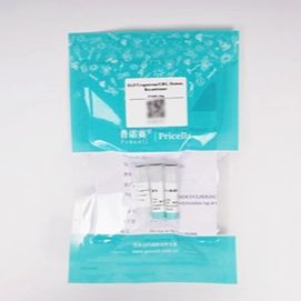 Wnt-3a(人)重组蛋白