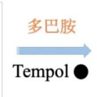 介孔聚多巴胺纳米粒包载白花丹醌 MPDA NPs@PLB