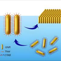 负载槲皮素的金纳米棒被聚乙二醇修饰 Qu@GNRs-PEG