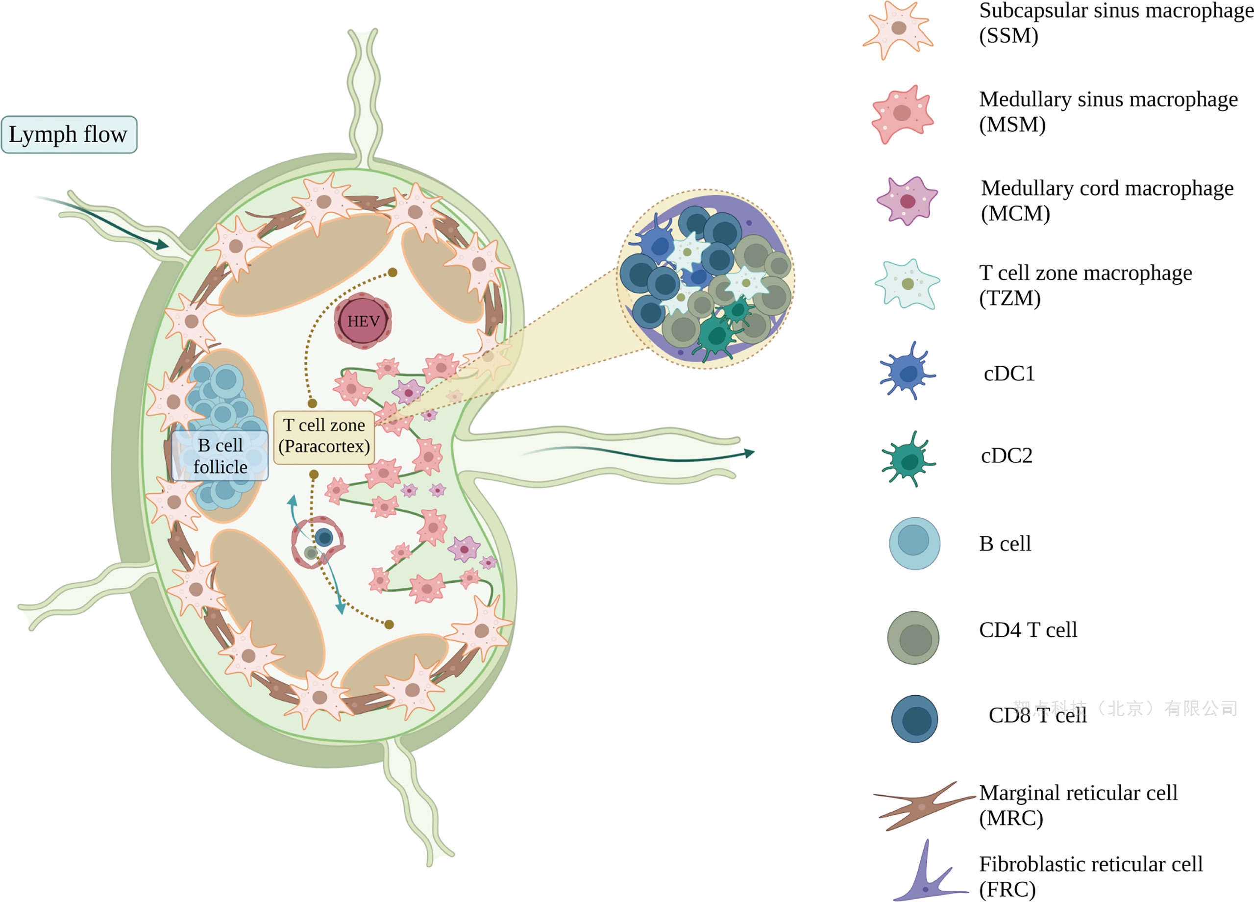 淋巴结巨噬细胞知多少？